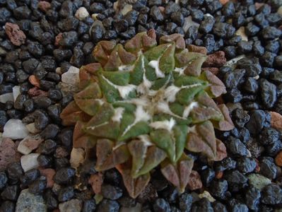 Ariocarpus kotschoubeyanus v. macdowellii