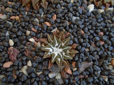 Ariocarpus kotschoubeyanus v. elephantidens