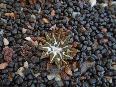 Ariocarpus kotschoubeyanus v. elephantidens