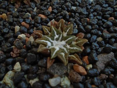 Ariocarpus kotschoubeyanus v. elephantidens