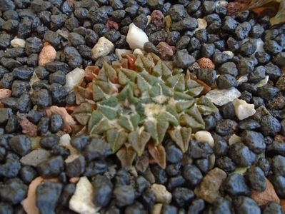 Ariocarpus kotschoubeyanus v. albiflorus