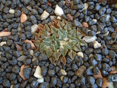 Ariocarpus kotschoubeyanus v. albiflorus