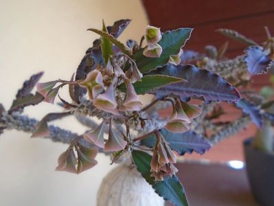 Euphorbia suzannae-marnierae