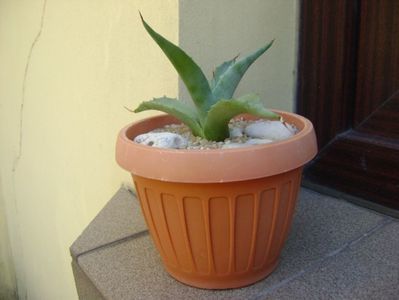 Agave sp. din seminte; replantata in 21 iul. 2019
