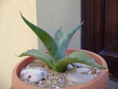 Agave sp. din seminte; replantata in 21 iul. 2019
