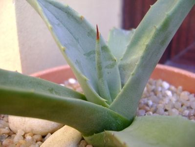 Agave sp. din seminte; replantata in 21 iul. 2019
