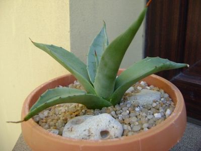 Agave sp. din seminte; replantata in 21 iul. 2019
