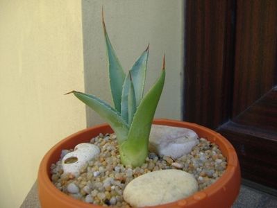 Agave sp. din seminte; replantata in 21 iul. 2019
