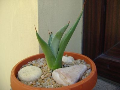 Agave sp. din seminte; replantata in 21 iul. 2019
