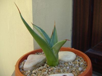 Agave sp. din seminte; replantata in 21 iul. 2019
