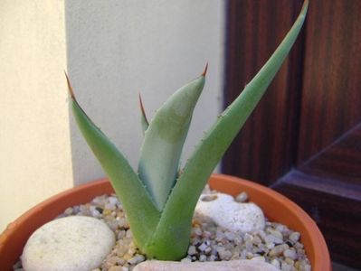 Agave sp. din seminte; replantata in 21 iul. 2019
