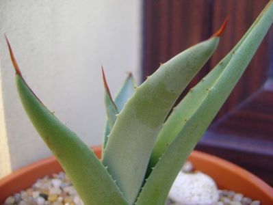 Agave sp. din seminte; replantata in 21 iul. 2019
