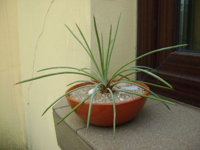 Agave stricta nana cv. Blue Form; replantata in 21 iul. 2019
