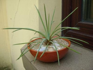 Agave stricta nana cv. Blue Form; replantata in 21 iul. 2019
