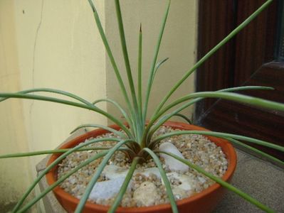 Agave stricta nana cv. Blue Form; replantata in 21 iul. 2019
