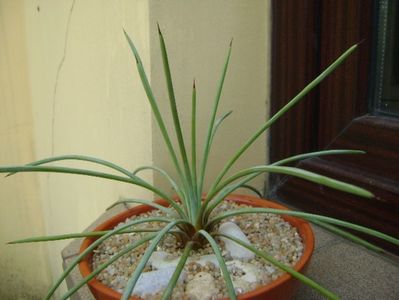 Agave stricta nana cv. Blue Form; replantata in 21 iul. 2019
