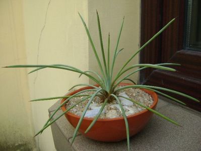 Agave stricta nana cv. Blue Form; replantata in 21 iul. 2019
