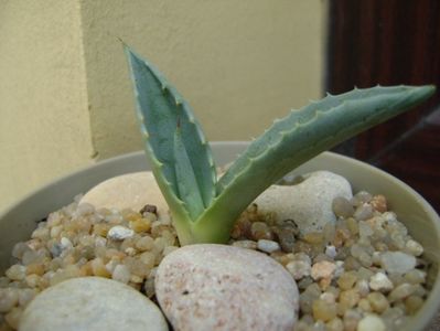 Agave americana – origine ins. Skiathos; replantata in 21 iul. 2019
