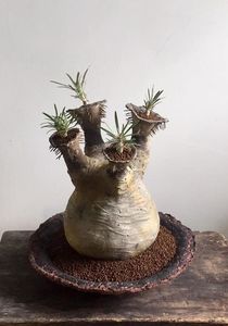 Pachypodium rosulatum v. gracilis