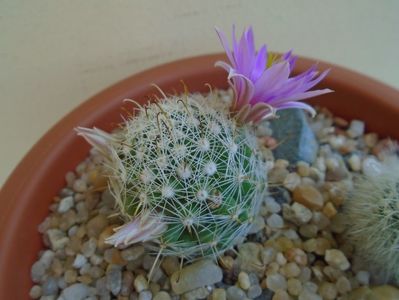 Mammillaria boolii