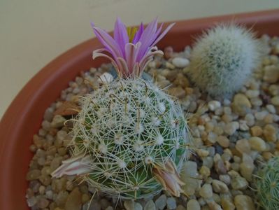 Mammillaria boolii