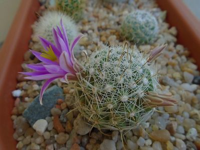 Mammillaria boolii