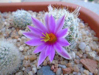 Mammillaria boolii