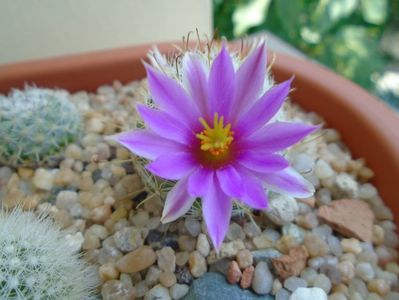 Mammillaria boolii