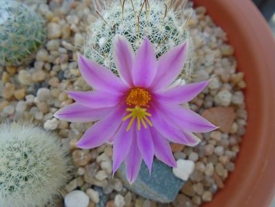 Mammillaria boolii