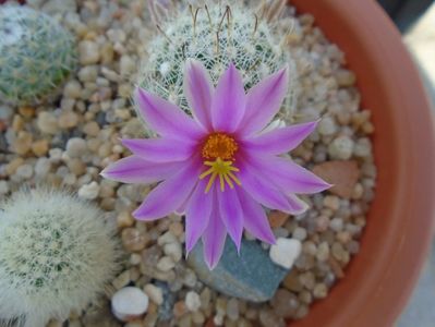 Mammillaria boolii