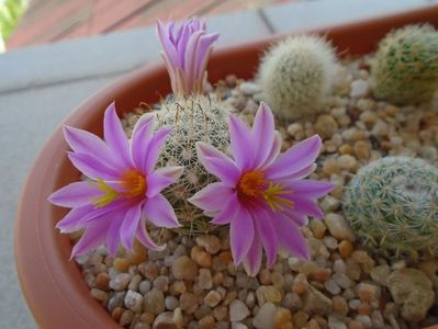 Mammillaria boolii