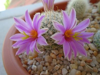 Mammillaria boolii