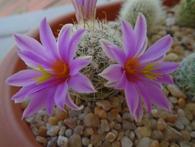 Mammillaria boolii