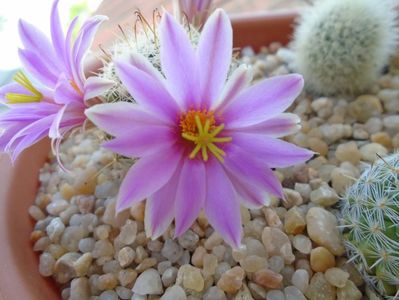 Mammillaria boolii