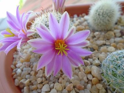 Mammillaria boolii