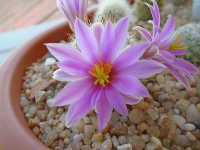 Mammillaria boolii