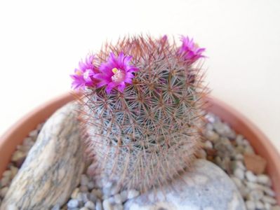 Mammillaria matudae