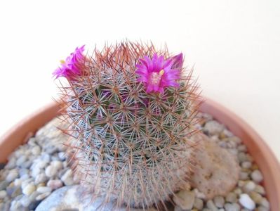 Mammillaria matudae