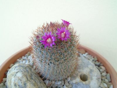 Mammillaria matudae