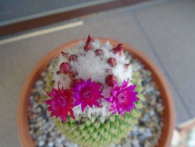 Mammillaria polythele cv. Stachellos