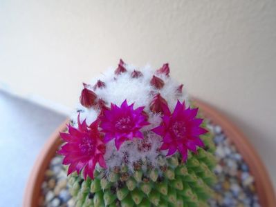 Mammillaria polythele cv. Stachellos