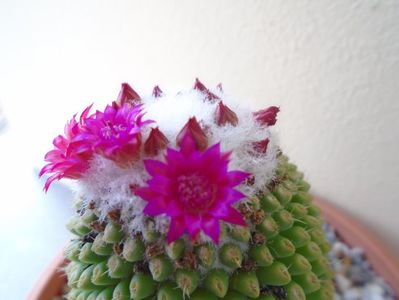 Mammillaria polythele cv. Stachellos