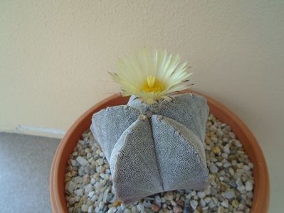 Astrophytum coahuilense