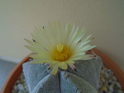 Astrophytum coahuilense