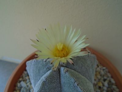 Astrophytum coahuilense