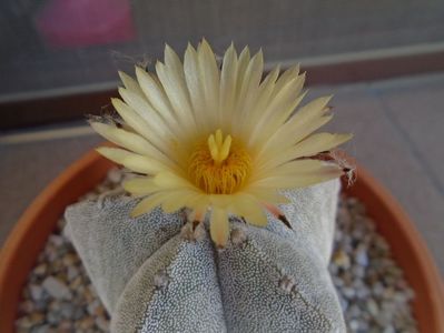 Astrophytum coahuilense