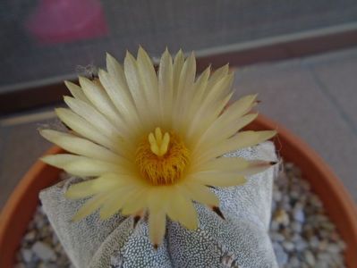 Astrophytum coahuilense