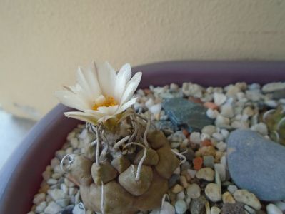 Turbinicarpus macrochele v. screvispinum