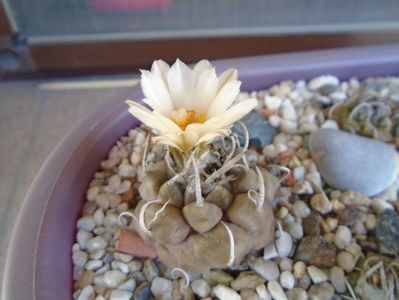 Turbinicarpus macrochele v. screvispinum