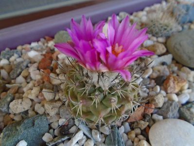 Turbinicarpus viereckii